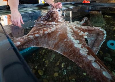 aquarist hands by octopus at HMSC visitor center