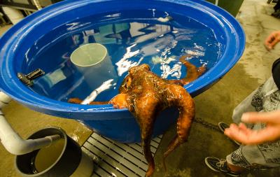 An octopus hangs its arms over a waiting tank.