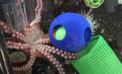 A giant pacific octopus plays with toys in its tank .