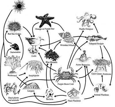 Diagram crustaceans in a rocky shore food web.