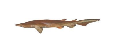 Brown Cat Shark