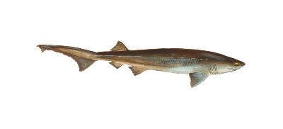 Sixgill Shark