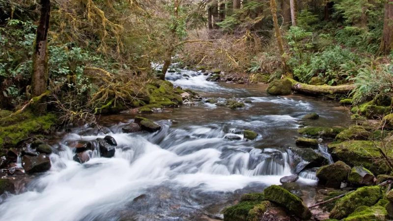 creek flows through forest