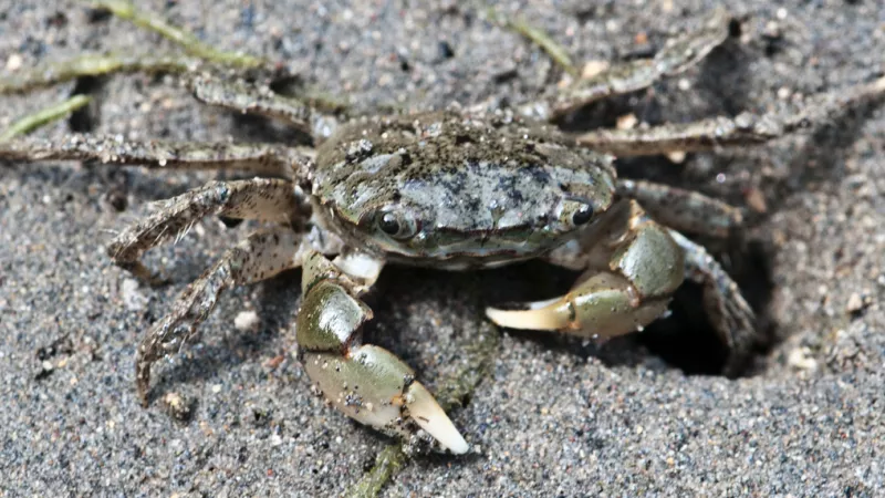 shorecrab (Hemigrapsus oregonensis)