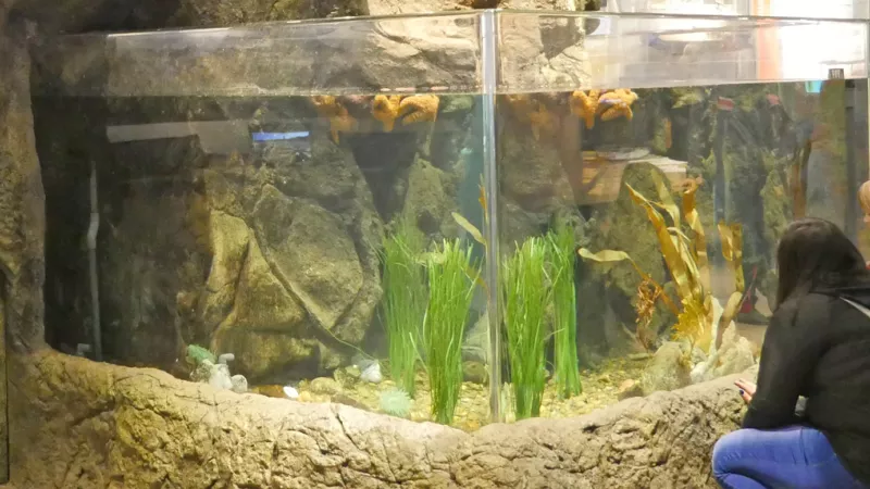 Aquarium tanks at HMSC