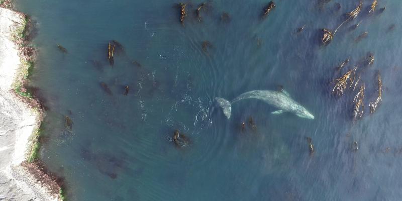 gray whale forages off coast