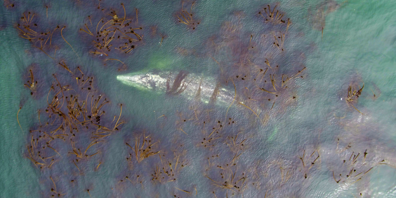 a gray whale swims through kelp