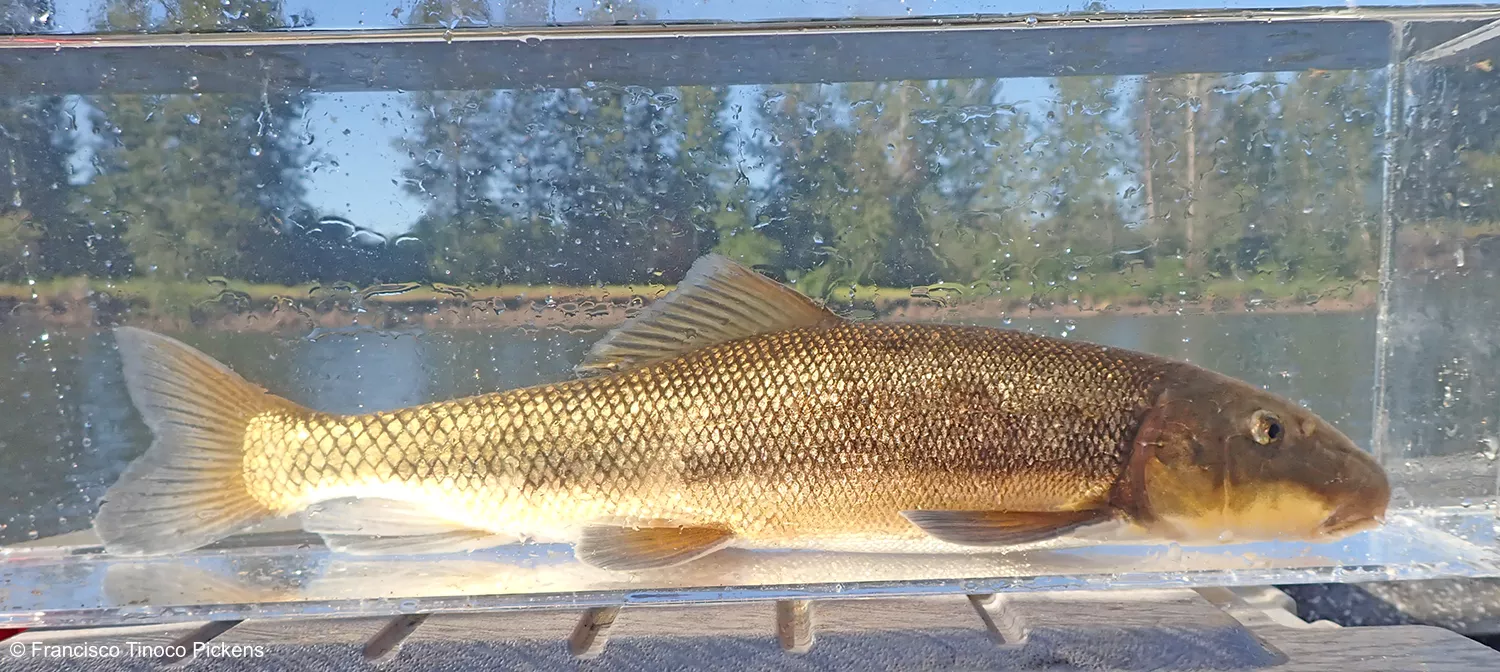 A sideview of a largescale sucker fish in a specimen tank. In the background is the Willamette River with a treeed bank.