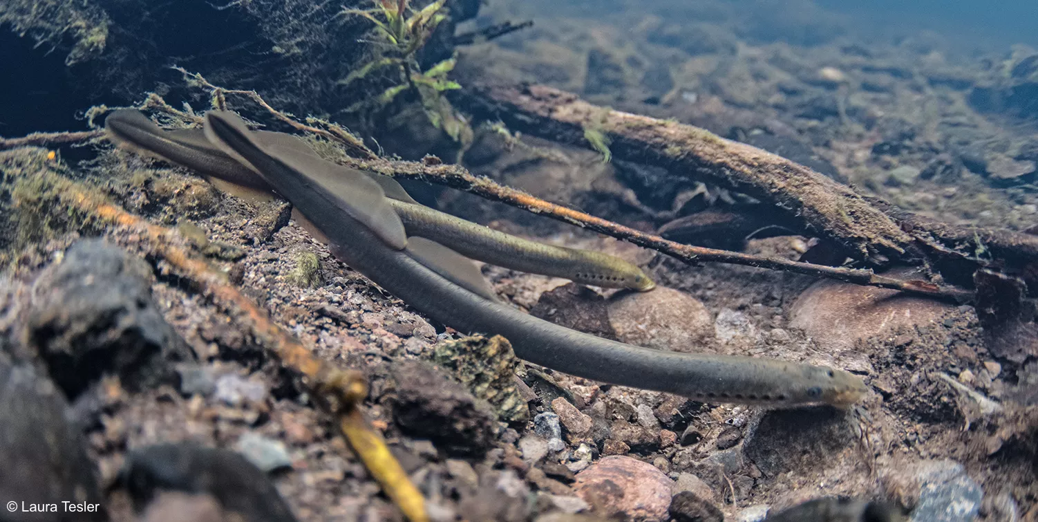 Two Western Brook Lamprey swim along a river bed. They are black-green in color and have long slim snakelike bodies. They have a fine, translusent set of back fins.