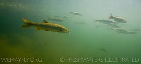 A group of fish swim in cloudy green water.