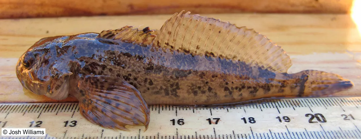 A Prickly Sculpin lays next to a ruler for measuring by researchers. It has a wide head, fan-shapped fins, and small tail. Its brown with darker mottling.