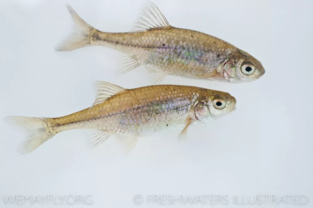 Two Oregon Chub fish on a white background. They have gold upper scales and a rainbow colored stripe along its side.