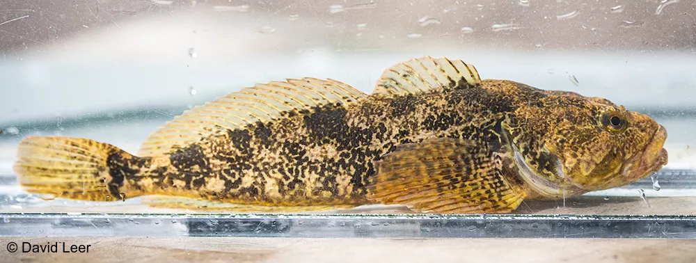 A sidevide of a Pricklly sculpin fish in a tank. It has black to cream colored markings on its body and golden brown fins and tail.