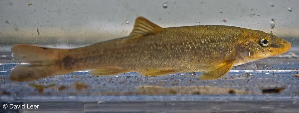 Leopard Dace side view in shallow water with speckled body.