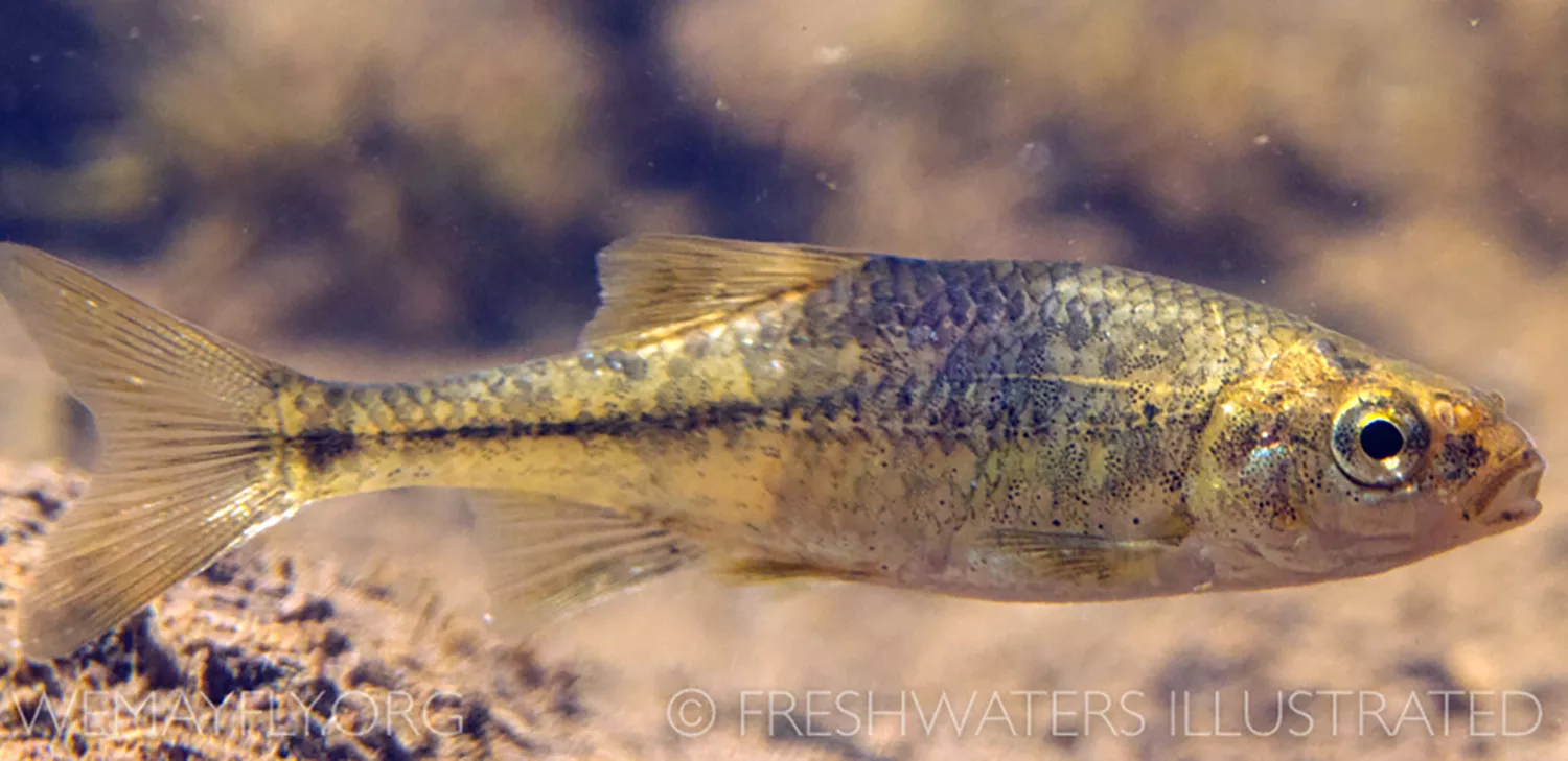 A small fish with gold and black motled skin swims in a river.