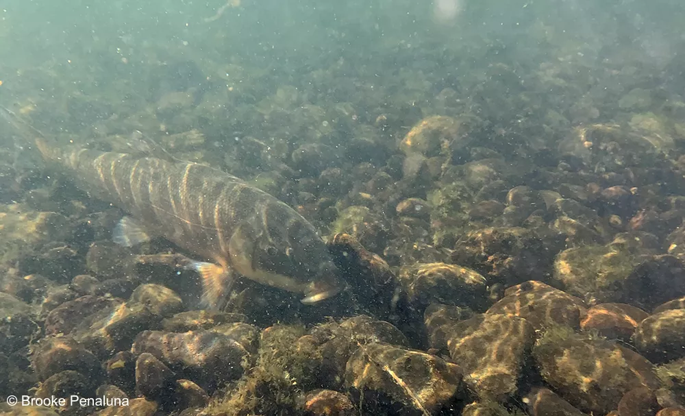 A Largescale sucker swims at the bottom of a rocky river bed.