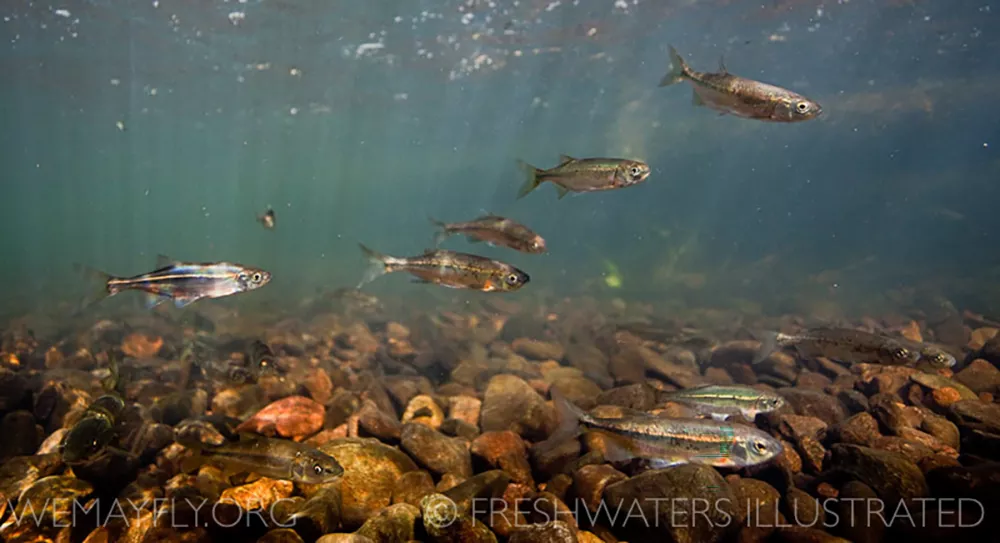 A group of Redsided Shiner minnows swim in a rocky river.