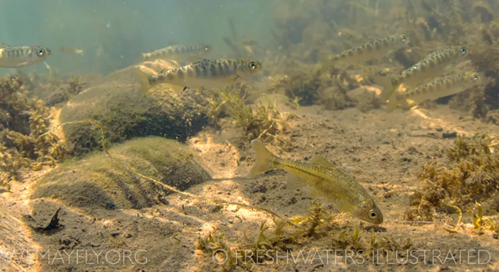 A group of fish swim in cloudy green water.