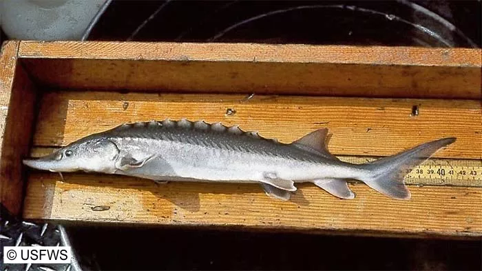 A juvenile white sturgeon fish lays on a tray for measuring fish in the field. The tape measure shows the first is 42 cm from nose to tail.