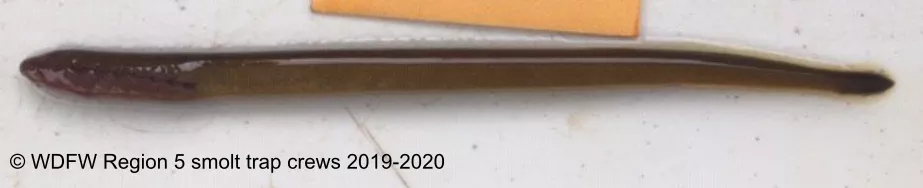 A juvenile lamprey looks like a brown shiny smooth worm.