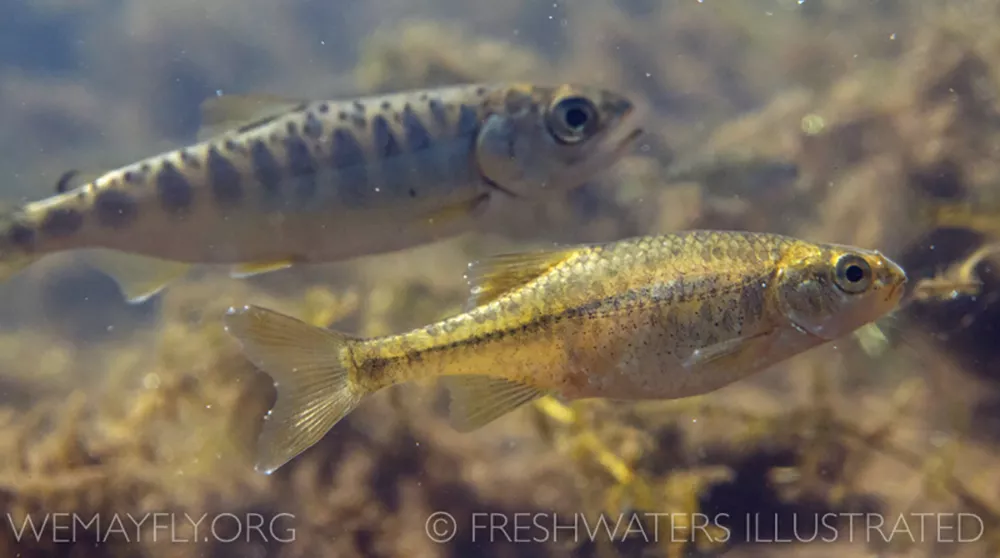 Oregon Chub with Chinook Salmon juvenile swim along a river bottom