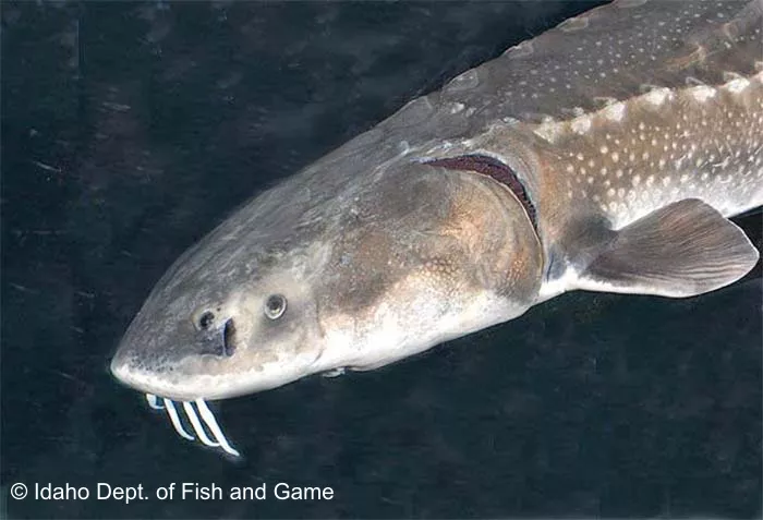 A close-up of a white sturgeon's head. The fish has a wide flat head and whiskers hang down from its mouth.
