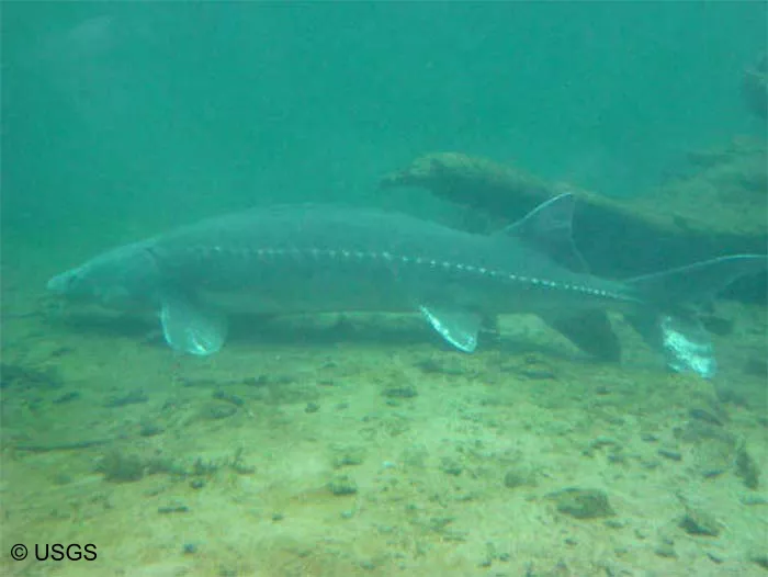 An underwater view of a large white sturgeon fish along the bottom of a river.