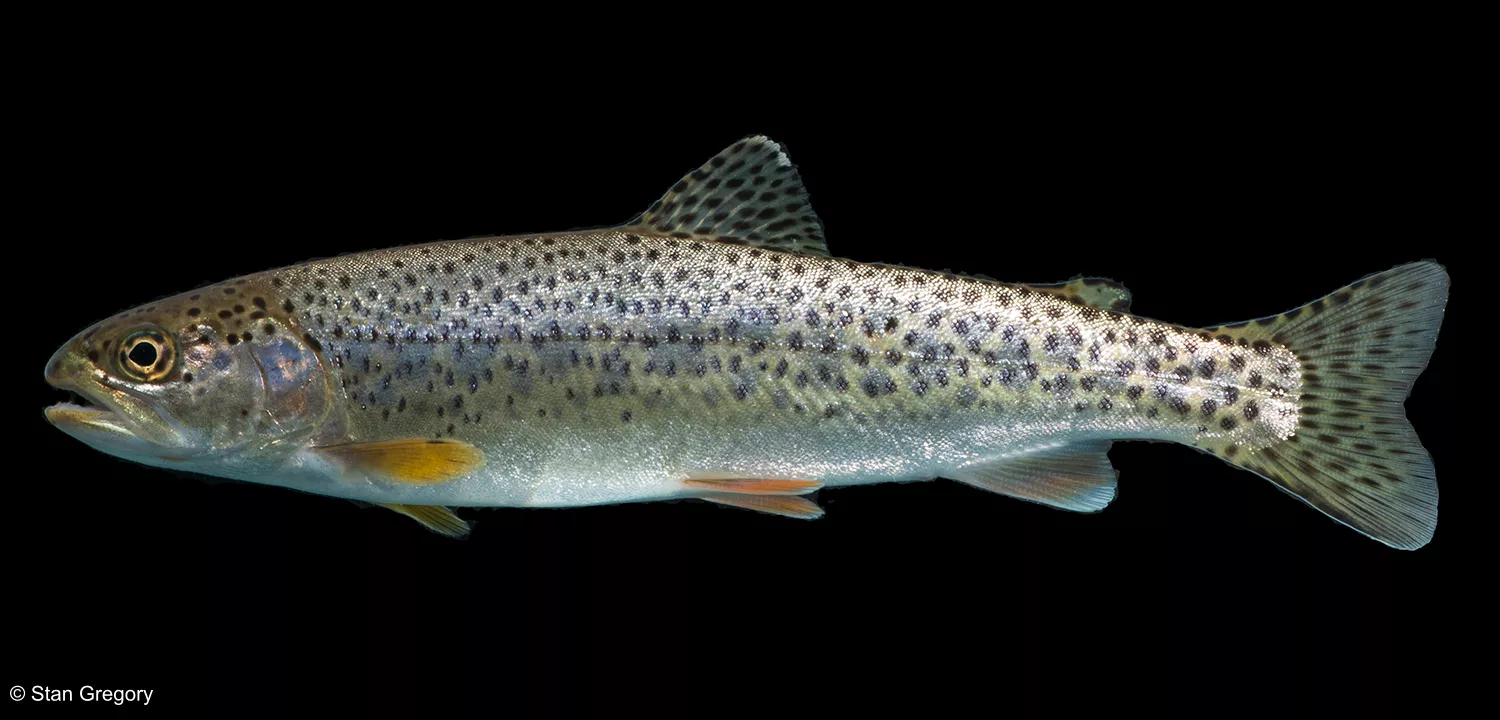 A Coastal Cutthroat Trouit displayed on a black background. It has a golden tan body covered with small black spots.