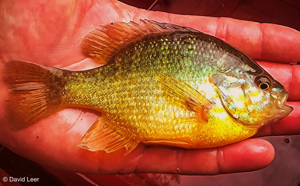 A man is holding a pumpkinseed fish.