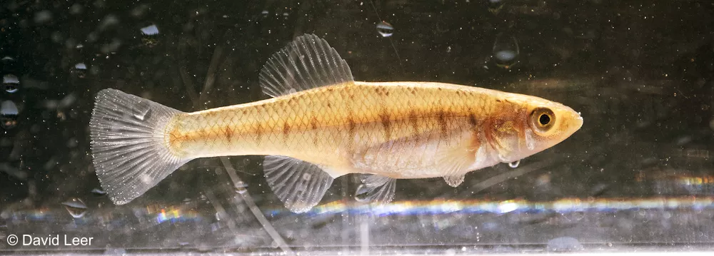 A fish