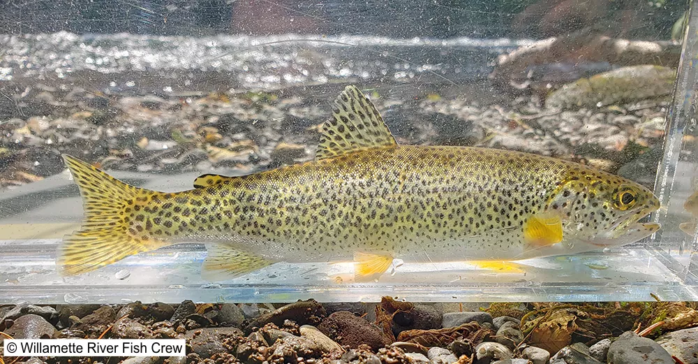 A Coastal Cutthroat Trout in a holding tank near the river. It has a bright yellow under body with small black spots covering its body, fin and tail.