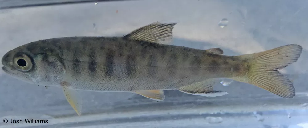 Juvenile Coho Salmon