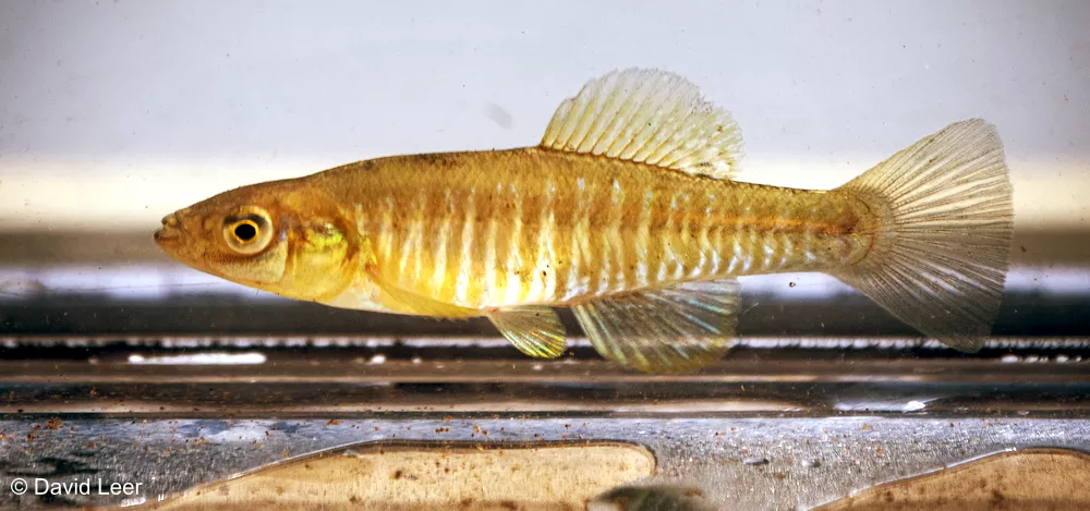 A fish