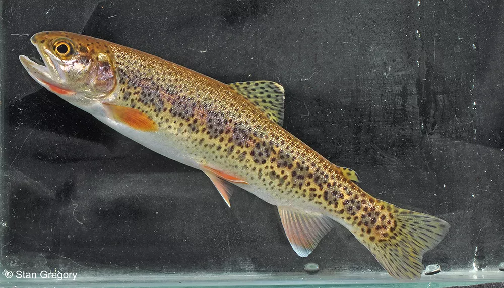 A Coastal Cutthroat Trout in a holding tank. Its body is golden tan with small black spots all over its body, tail and fins.