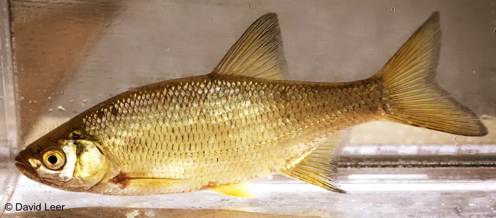 A fish in a tank