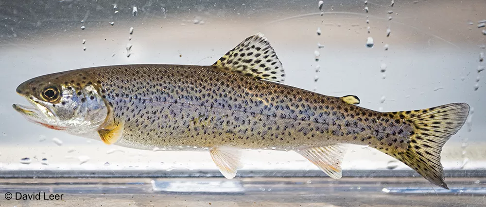 A side view of a fish covered with black spotted pattern. The fish is in a tank.