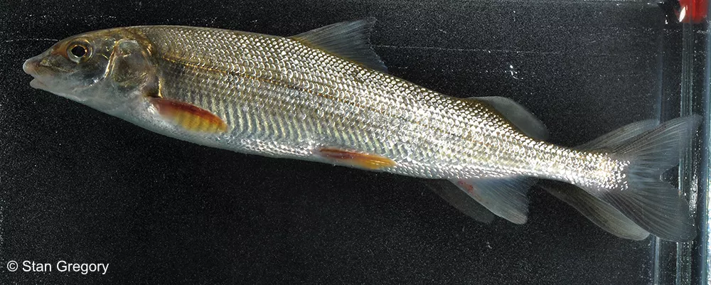 A fish with silver and white scales and orange side fins in a specimen tank.