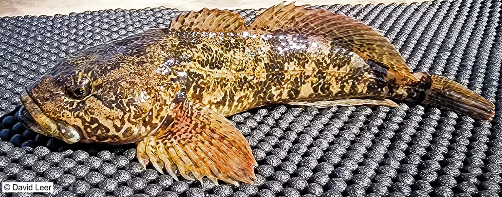 A prickly sculpin fish on black mat.