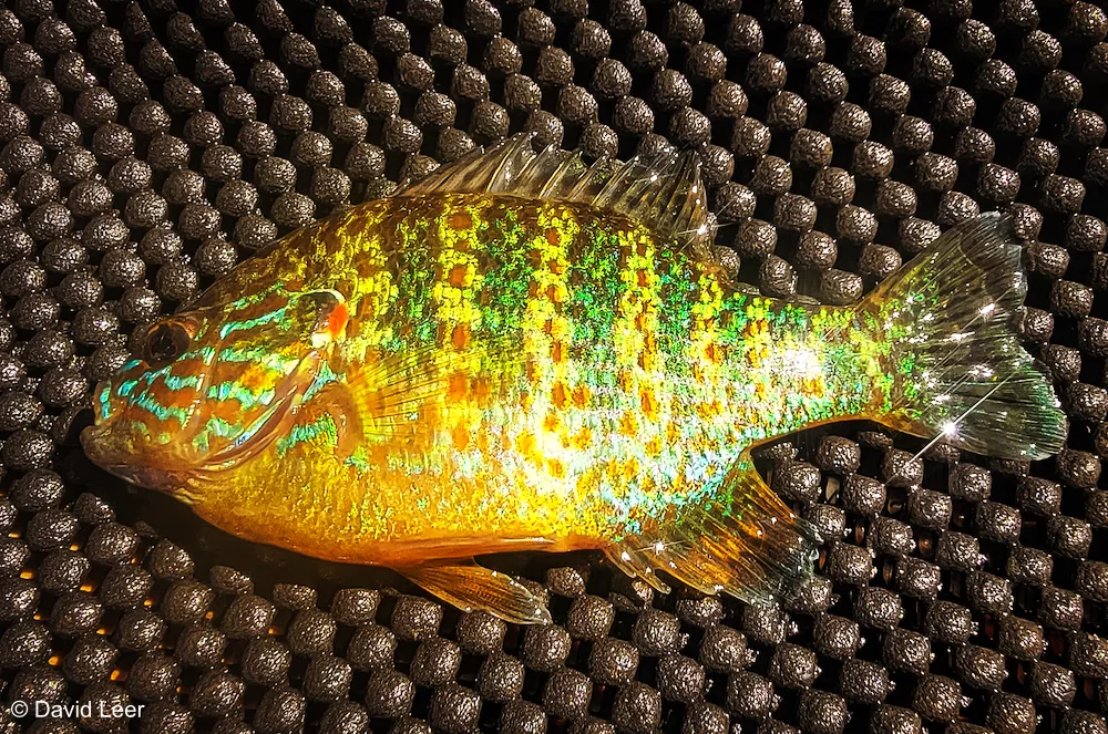 A pumpkinseed fish on a black mat.