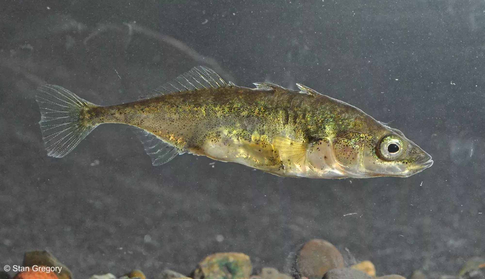 A threespine Stickleback fish swims in a research tank. The three small spines run across its back.