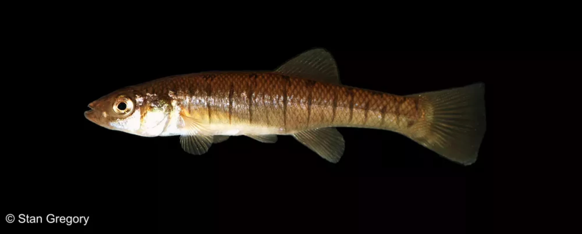 A banded killifish