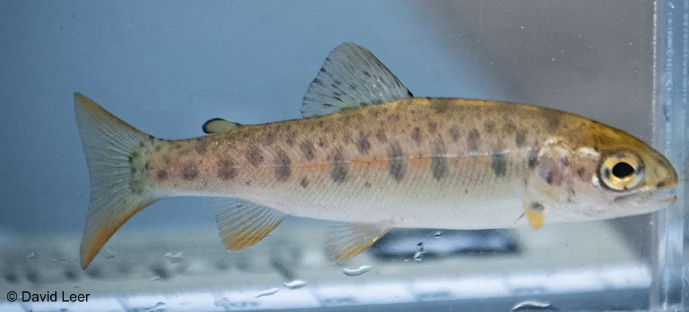 A small Rainbow Trout in a tank. It has dark speckles along its upper body, fins and tail. There is a row of ovals along its side running from its head to the tail.