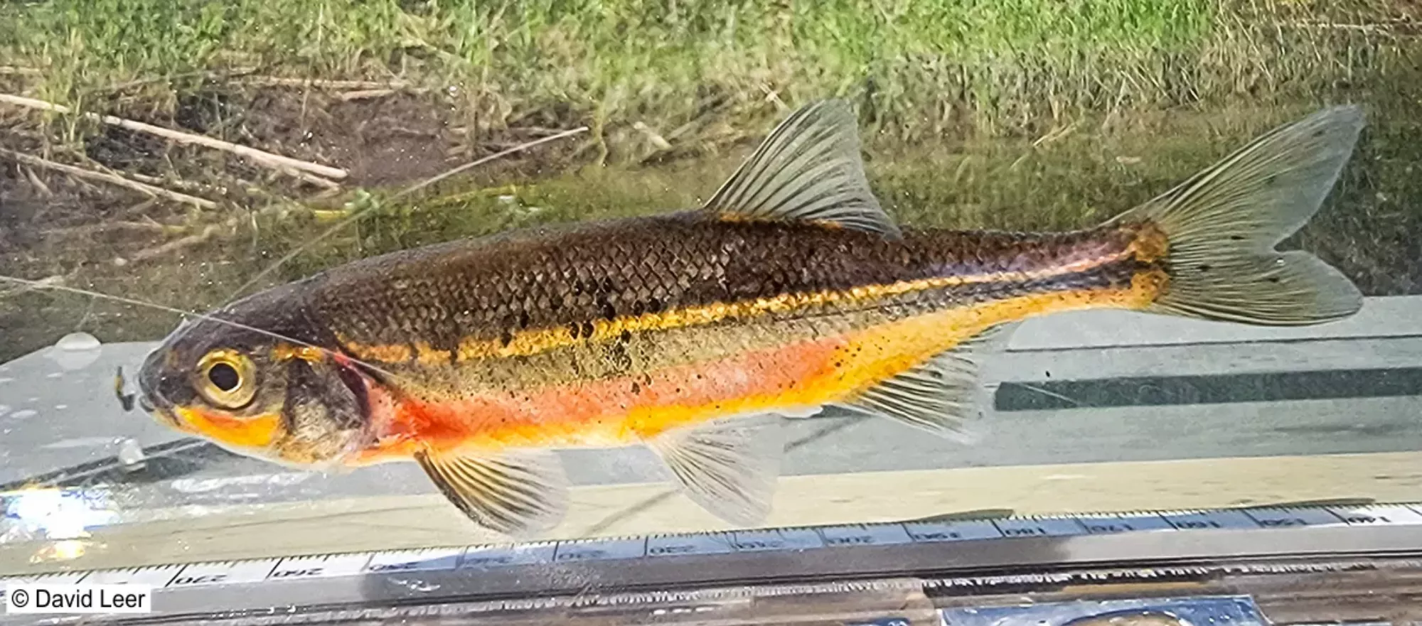 A fish in an aquarium.