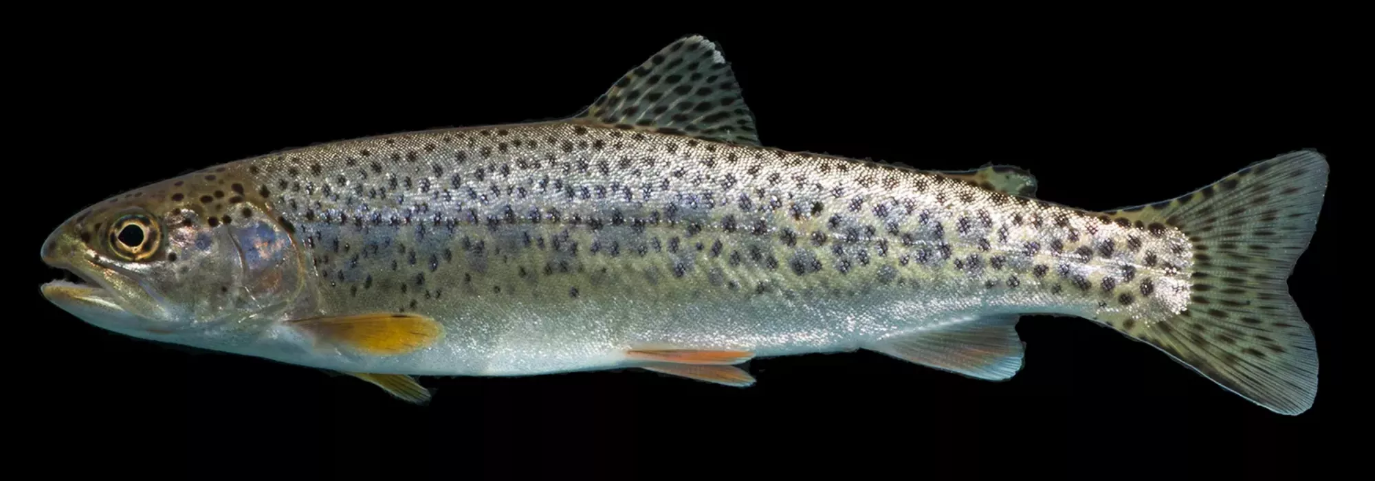 trout