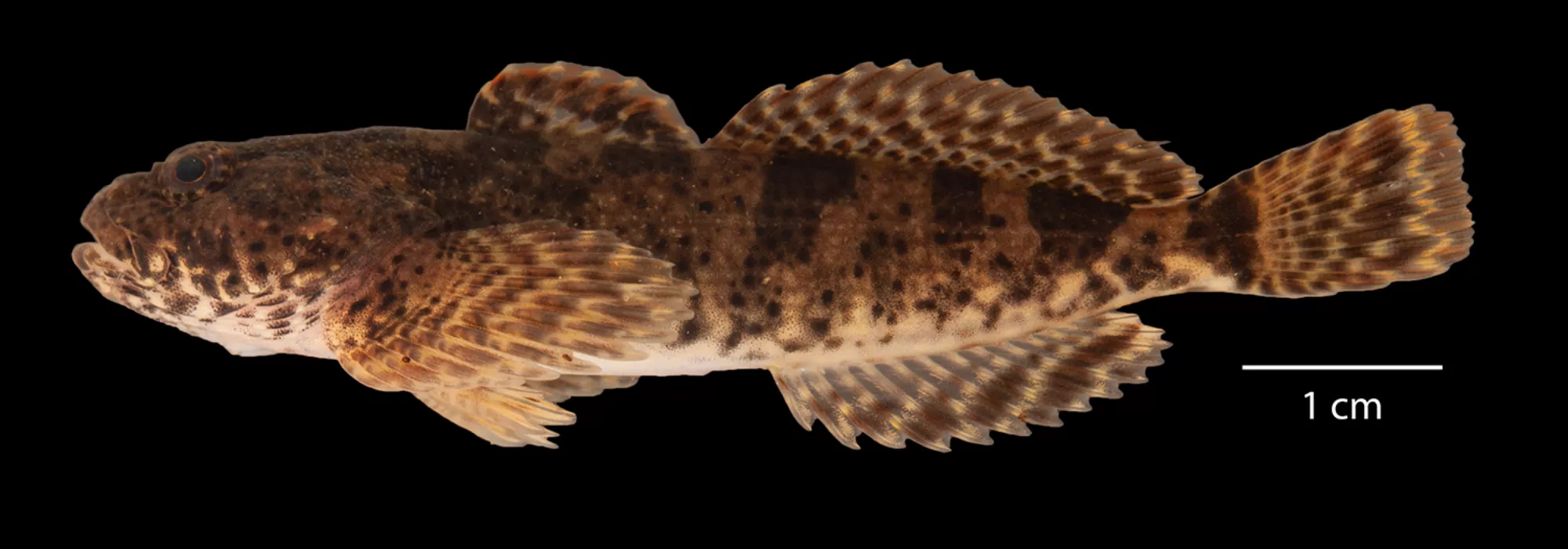 Sculpin