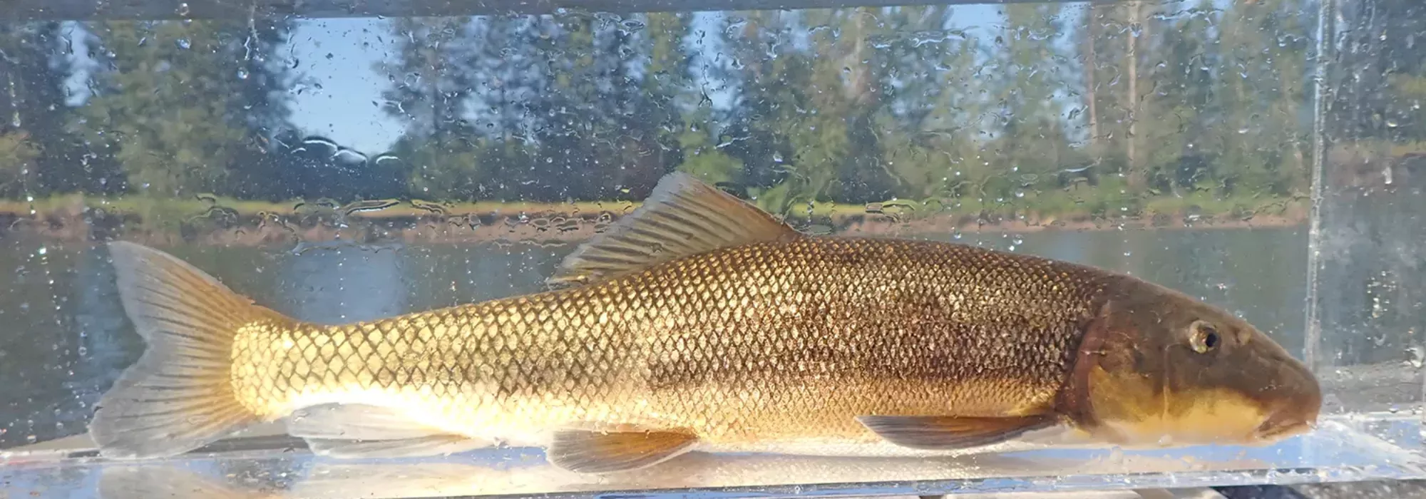 fish