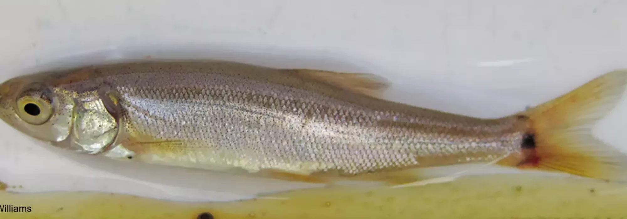 Minnow