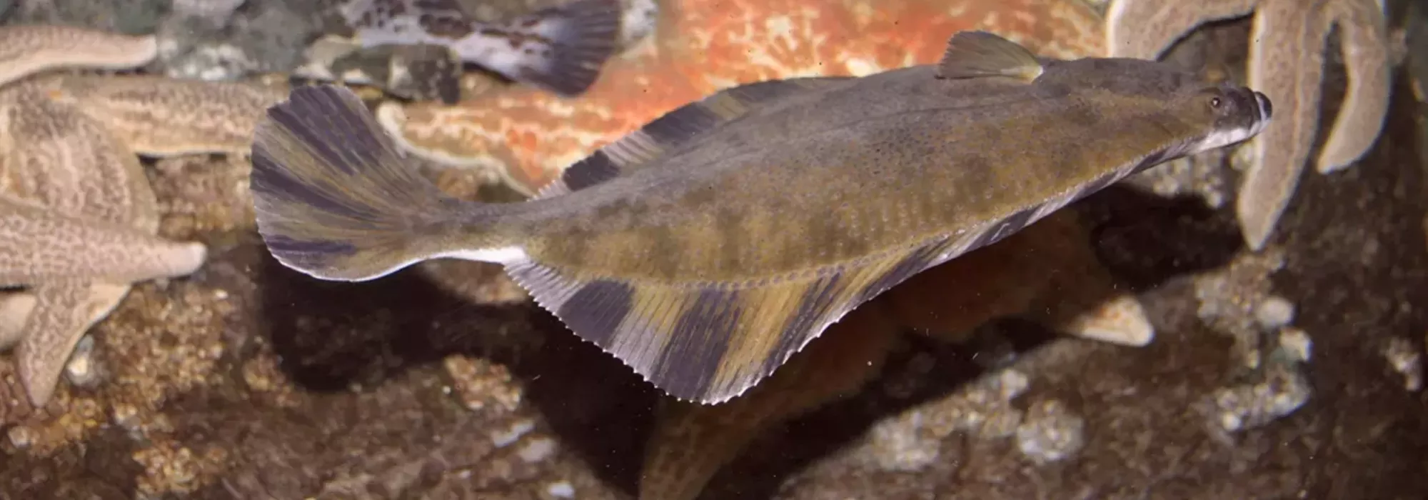 Flounder