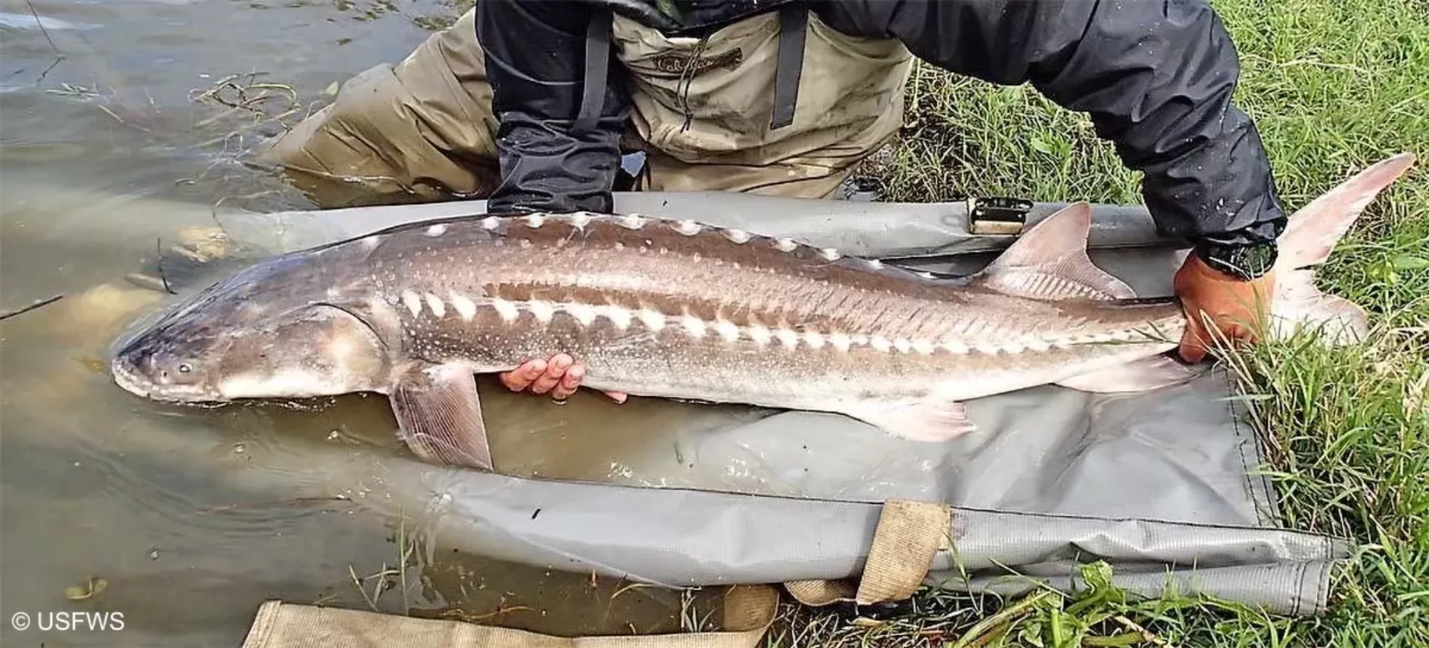 Researcher wearing wadders stands at a river bank holding a white sturgeon on a plastic tarp. The fish is large with a brown top and white sides. There are white dots tha run along its sides and back.