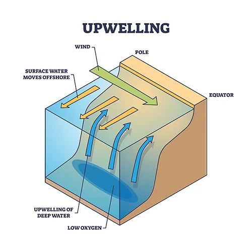A blue and beige schematic showing how upwelling works.